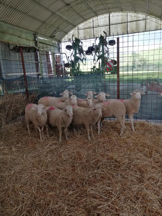La Quinta Decima Bioagriturismo Fattoria Spedaletto Dış mekan fotoğraf