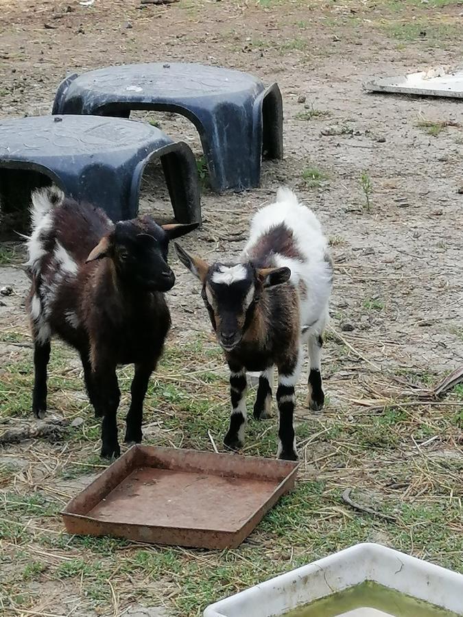 La Quinta Decima Bioagriturismo Fattoria Spedaletto Dış mekan fotoğraf