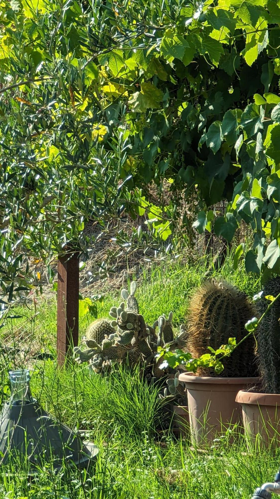 La Quinta Decima Bioagriturismo Fattoria Spedaletto Dış mekan fotoğraf
